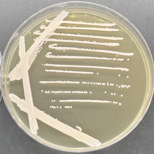 Candida Stauntonica-BNCC
