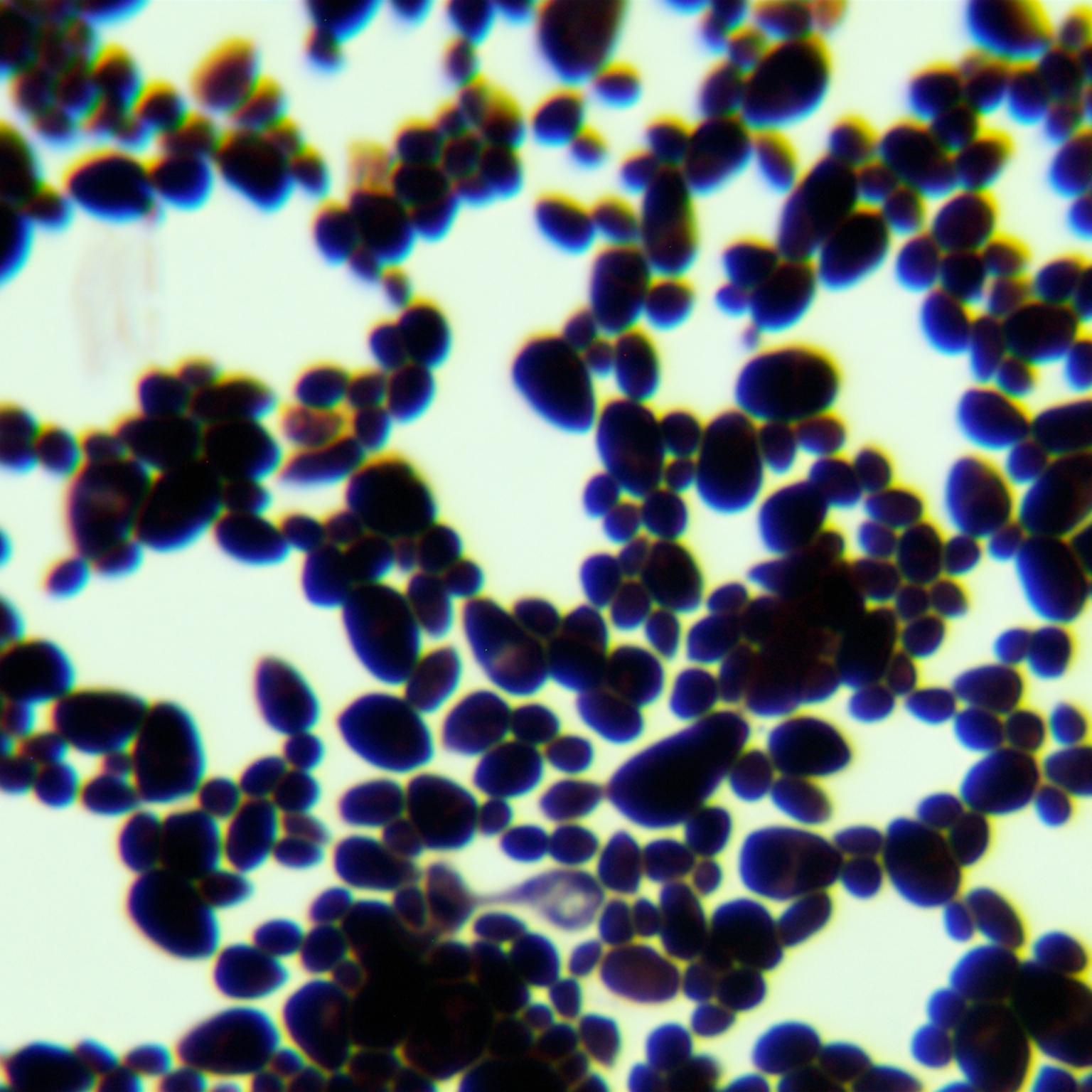 Candida Stauntonica-BNCC