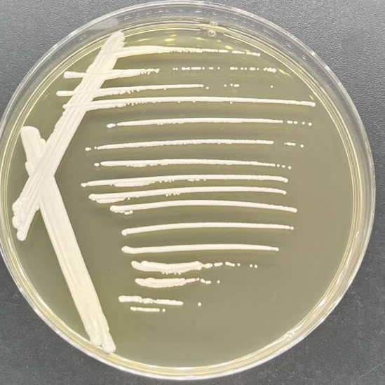 Depali yeast genus-BNCC