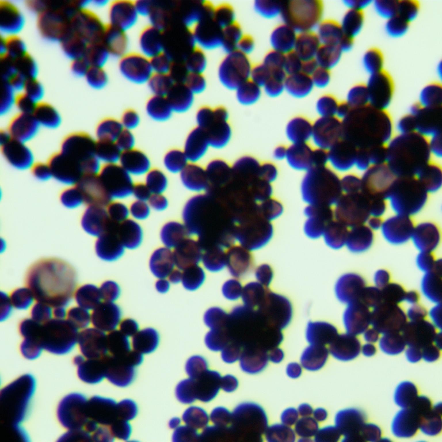 Depali yeast genus-BNCC