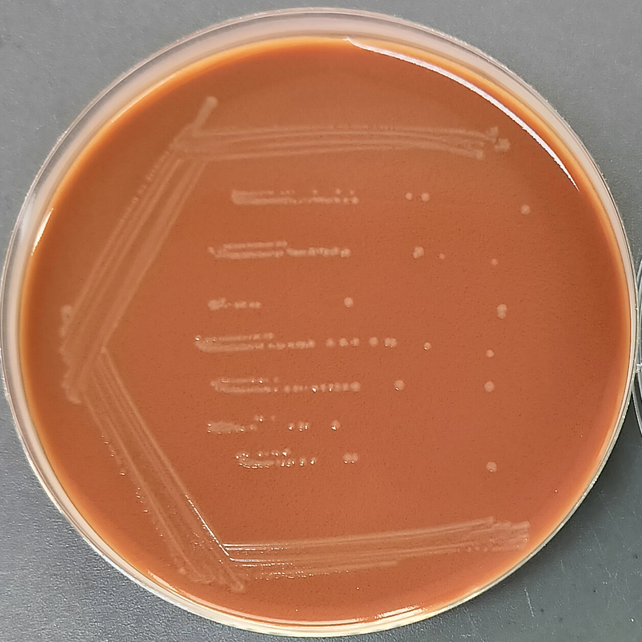 Egyptian Haemophilus-BNCC