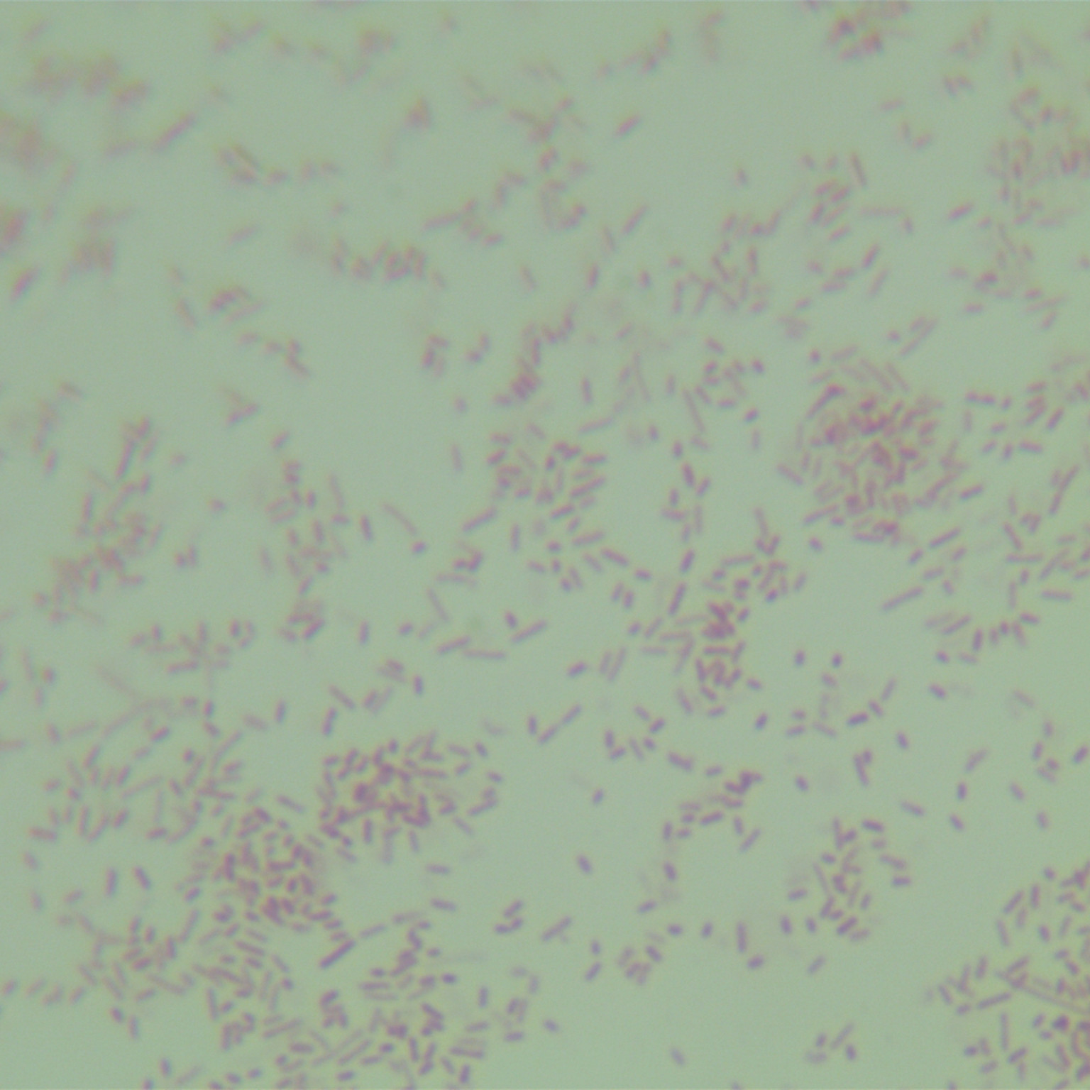 Egyptian Haemophilus-BNCC
