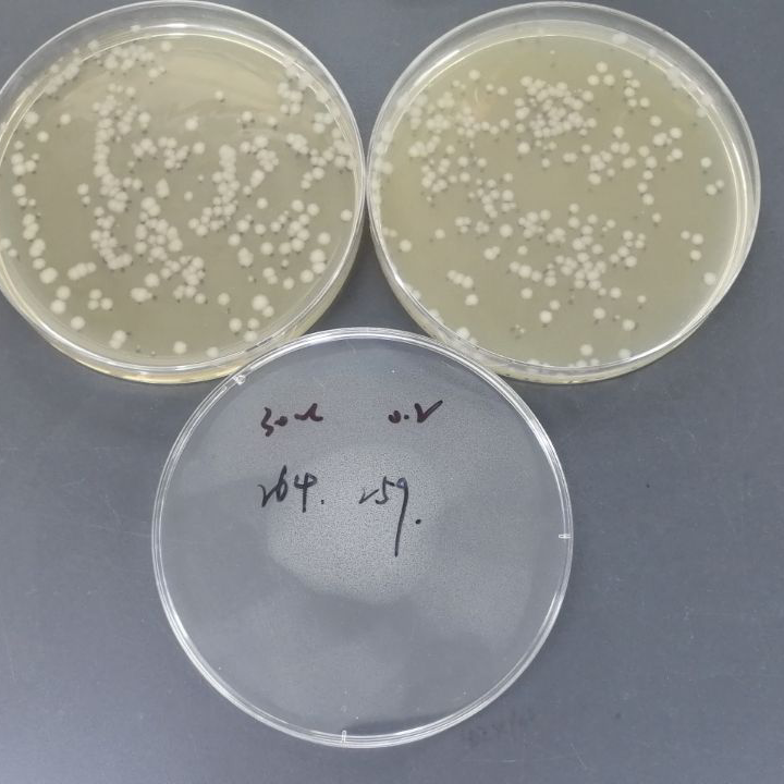 Bacterial Quality Control Sample Simulating Milk Powder-BNCC