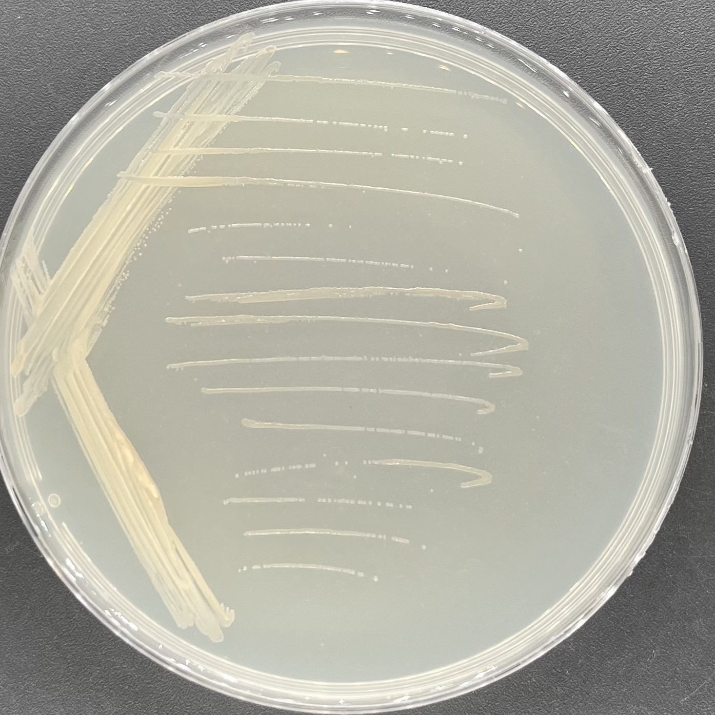 Strong Bacillus subtilis-BNCC