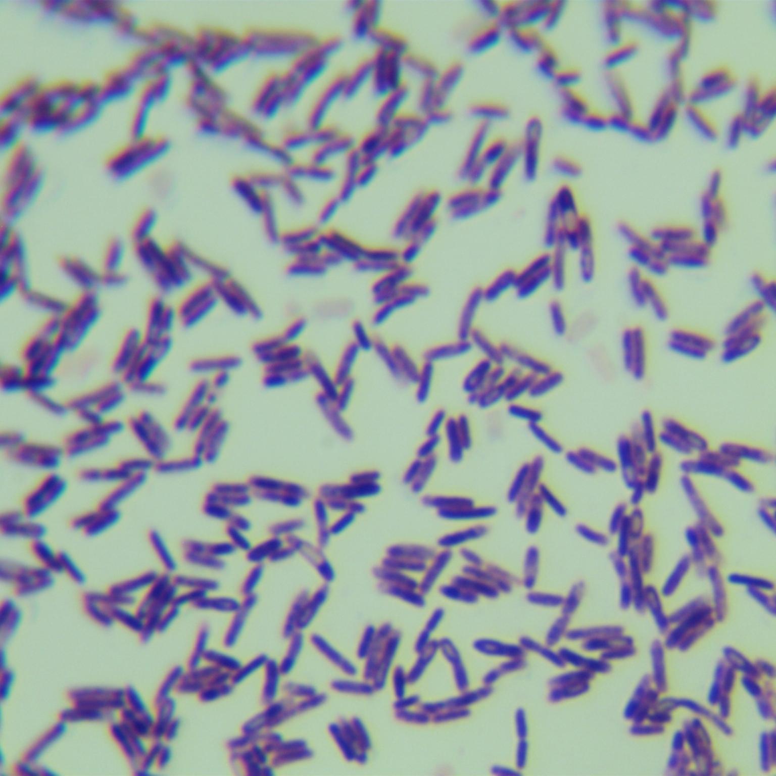 Strong Bacillus subtilis-BNCC