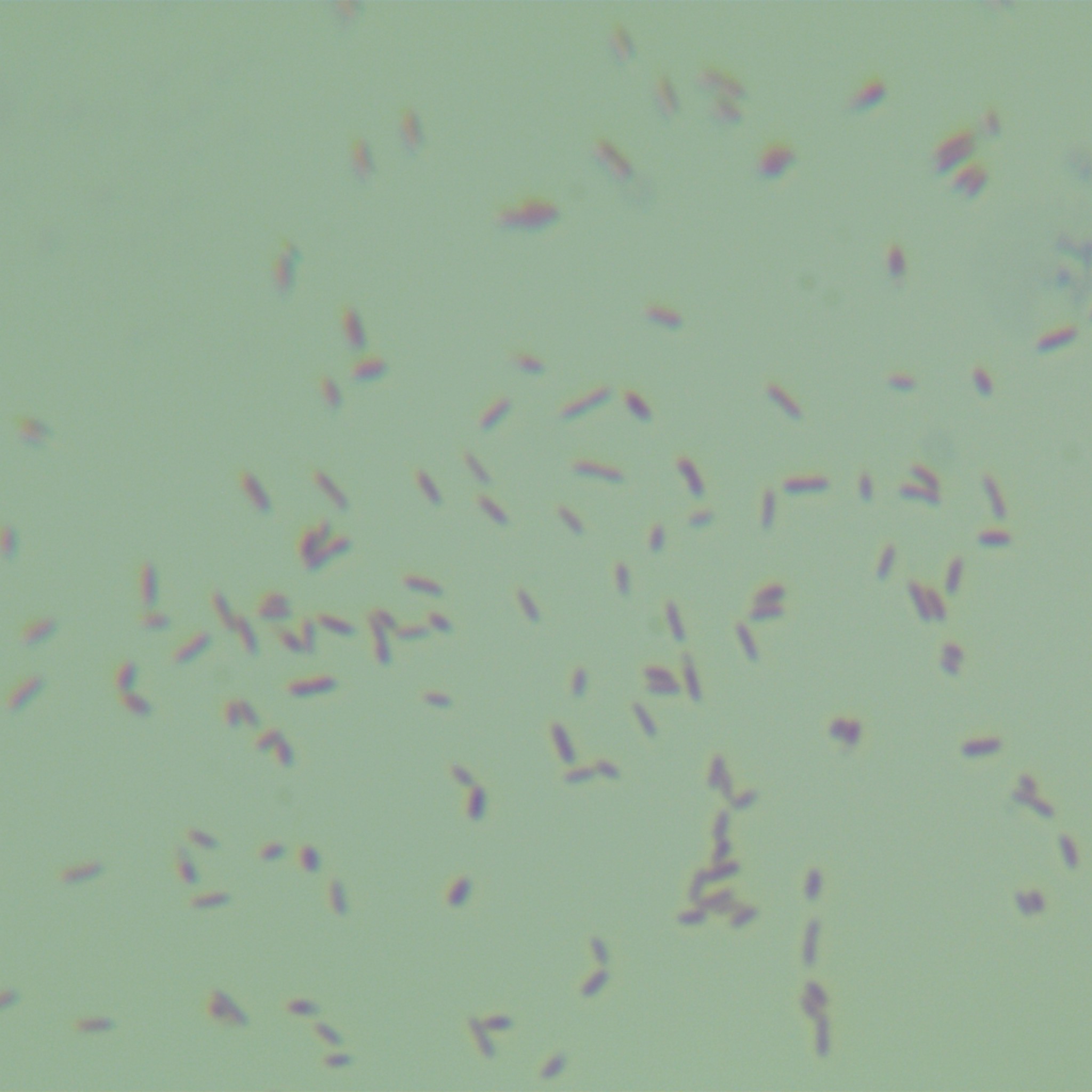 Wolbachia cholerae-BNCC