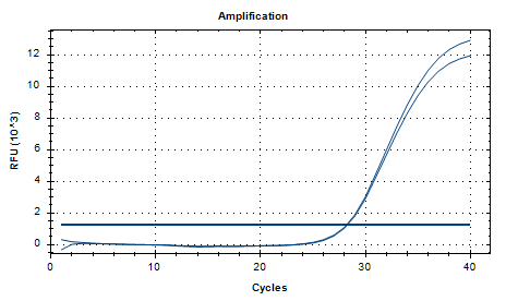 Mycobacterium marinum DNA Standard-BNCC