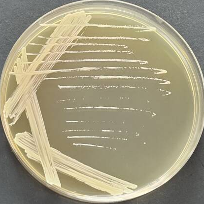 Ronggui Short Bacteroides-BNCC