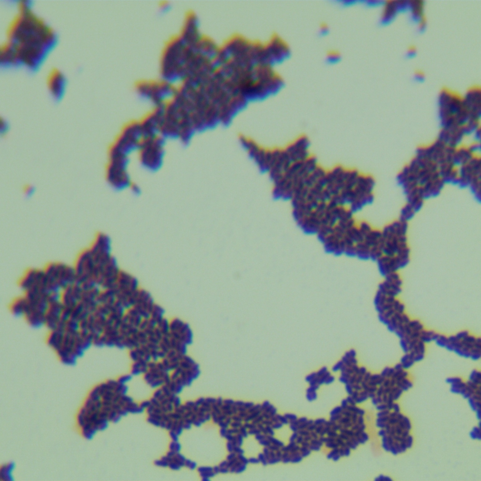 Ronggui Short Bacteroides-BNCC