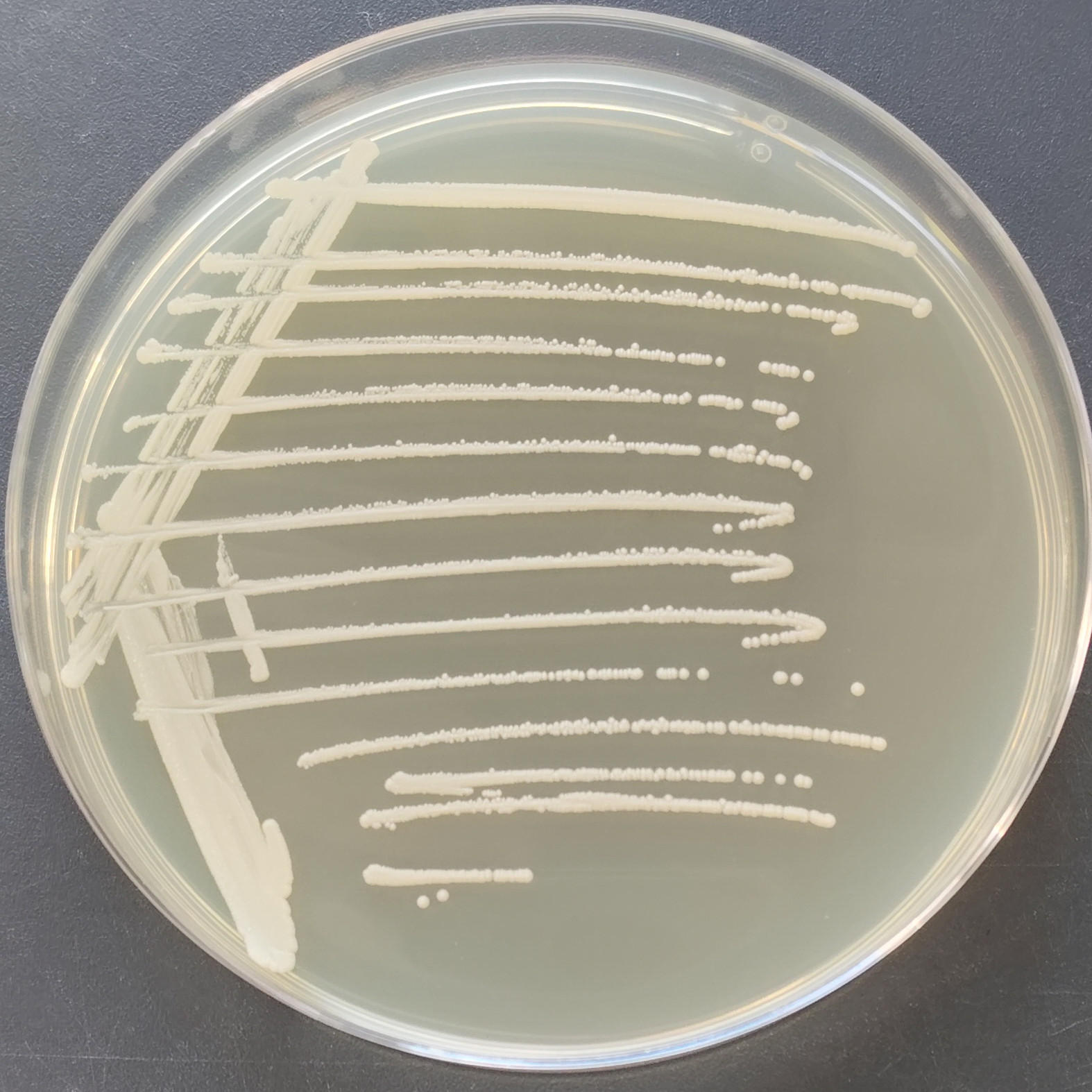 Bacillus subtilis-BNCC