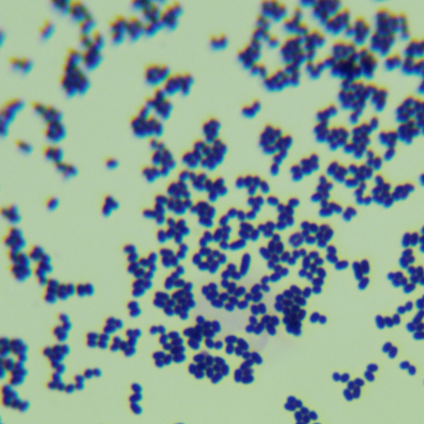 Bacillus subtilis-BNCC