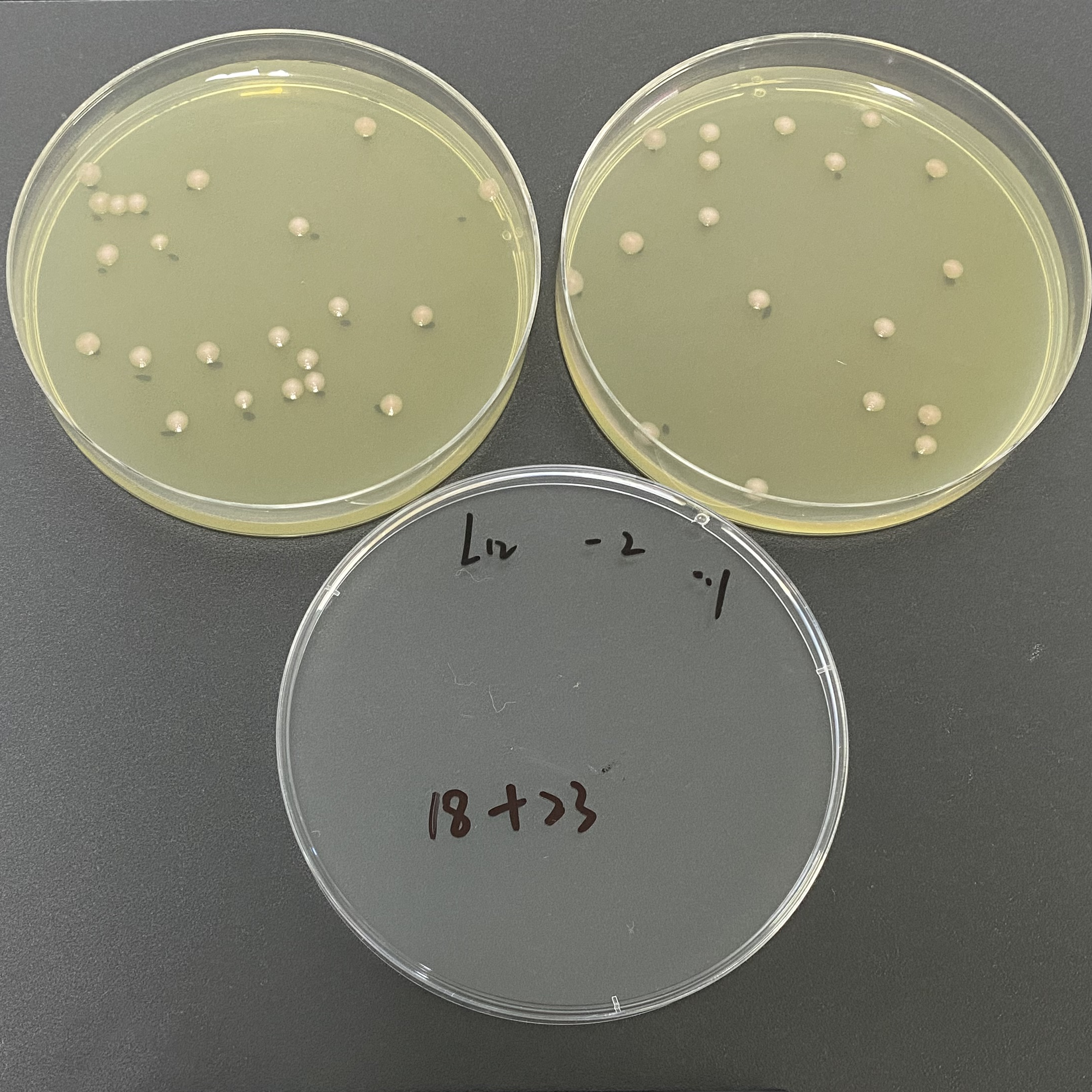 Quantitative strain of Pseudomonas aeruginosa-BNCC