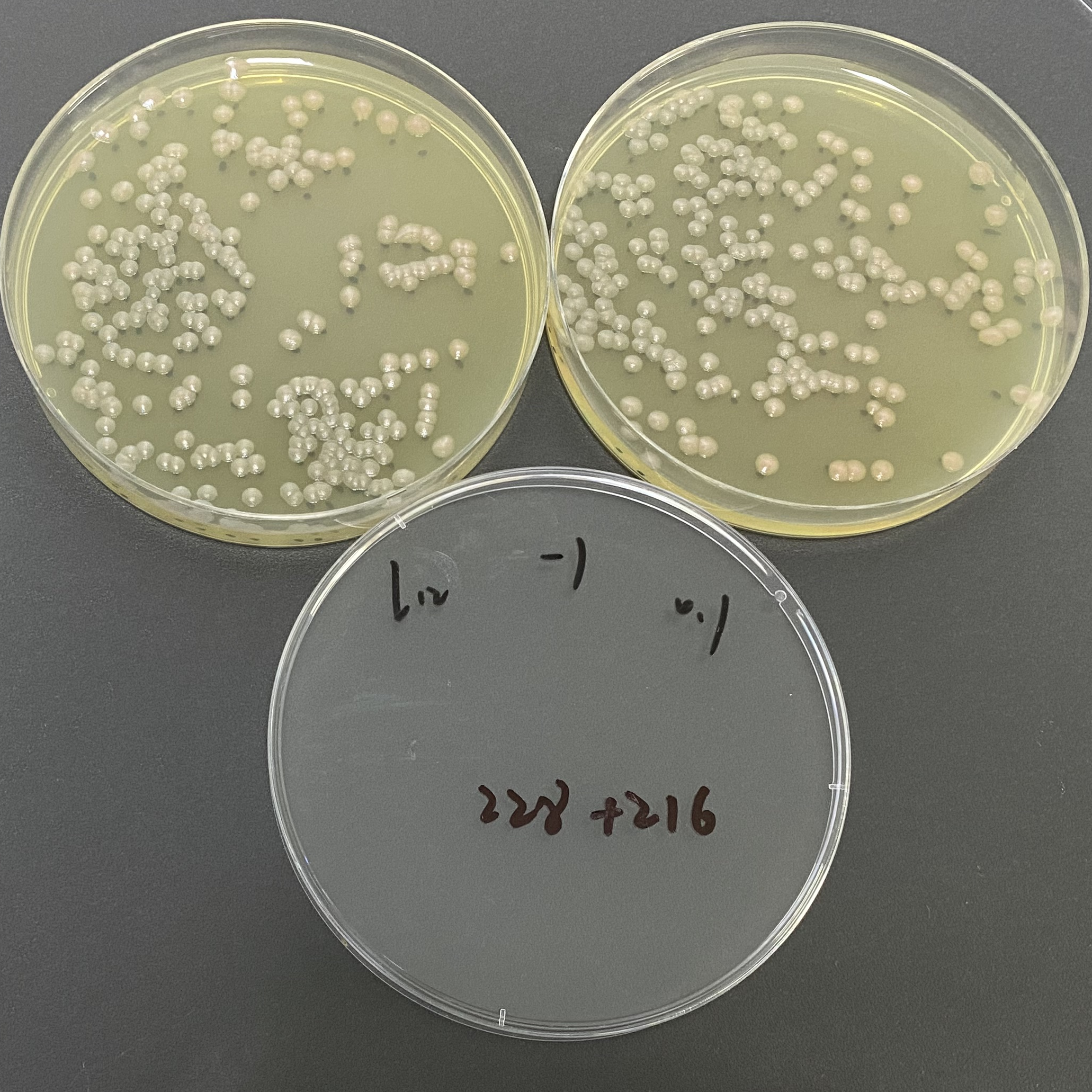 Quantitative strain of Pseudomonas aeruginosa-BNCC