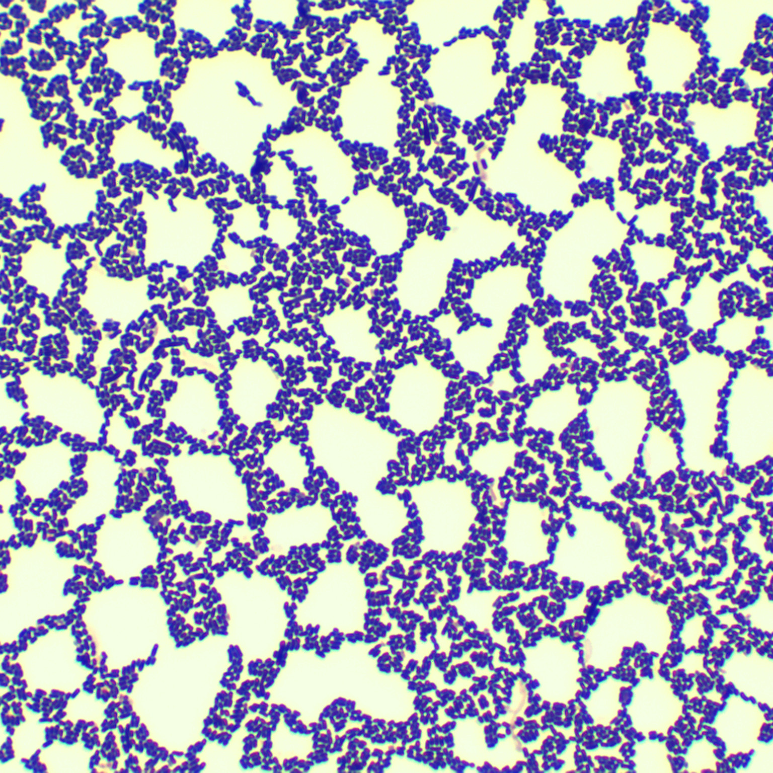 Propionibacterium genus-BNCC