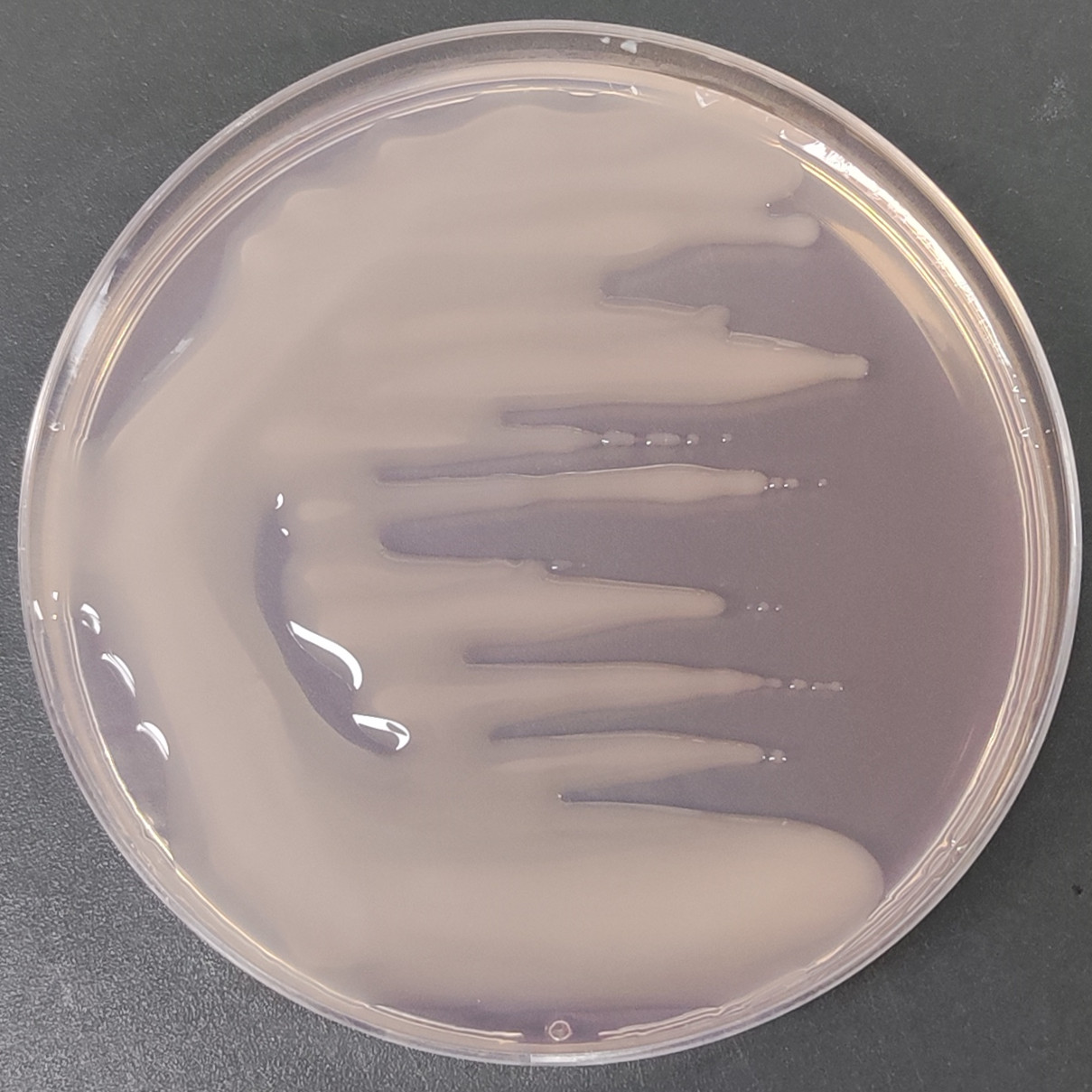Purple Cloud English Rhizobium-BNCC