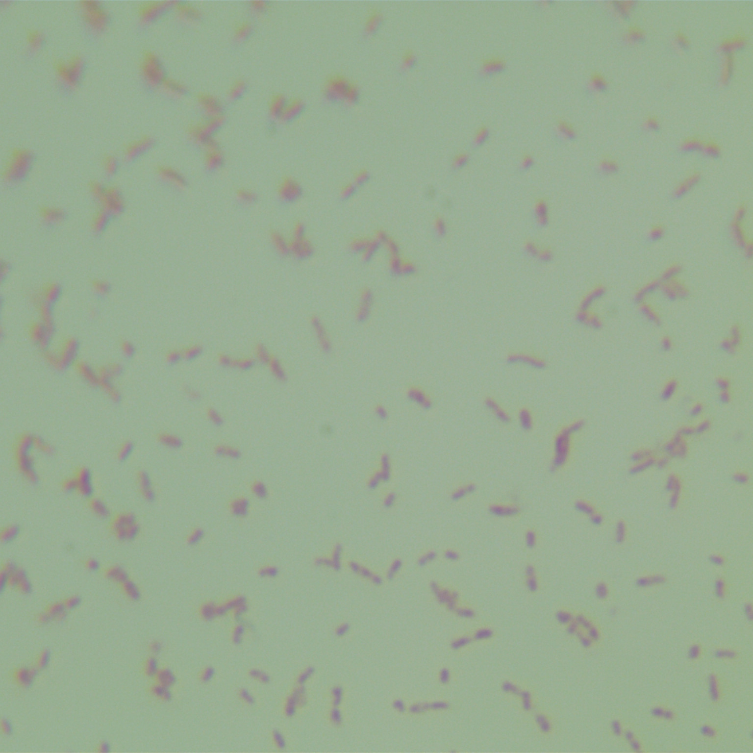 Purple Cloud English Rhizobium-BNCC