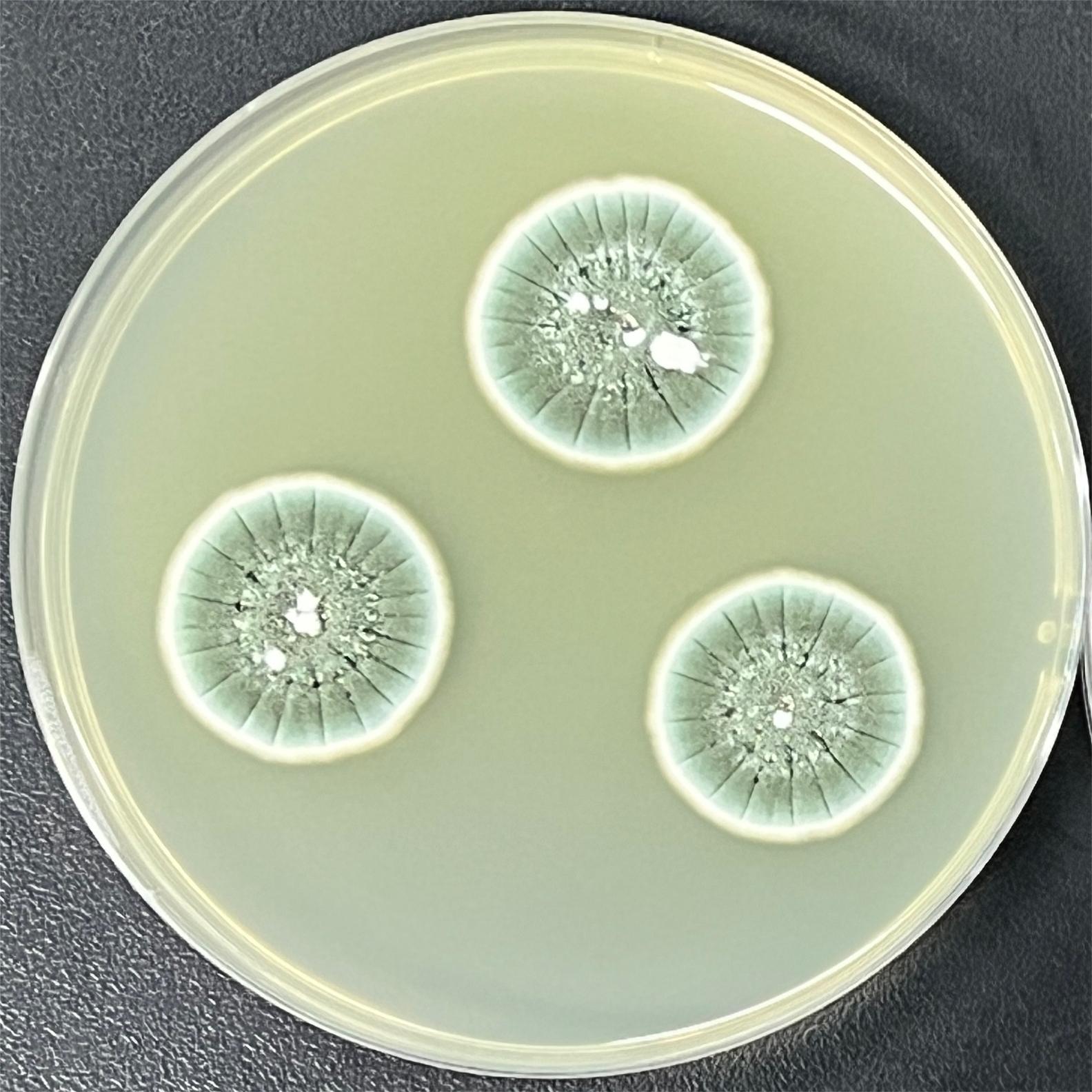 Orange Penicillium-BNCC
