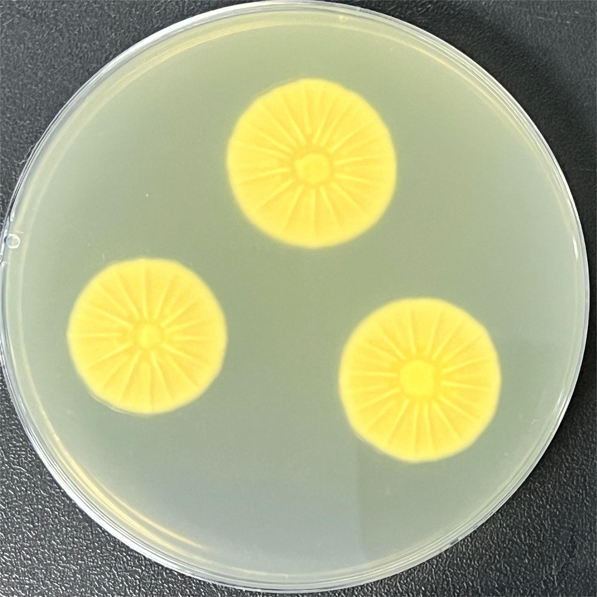 Orange Penicillium-BNCC