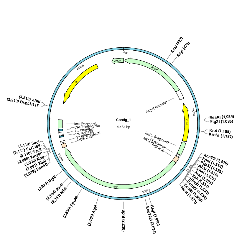 pBluescript II SK(+)-gp2（HIV1）-BNCC