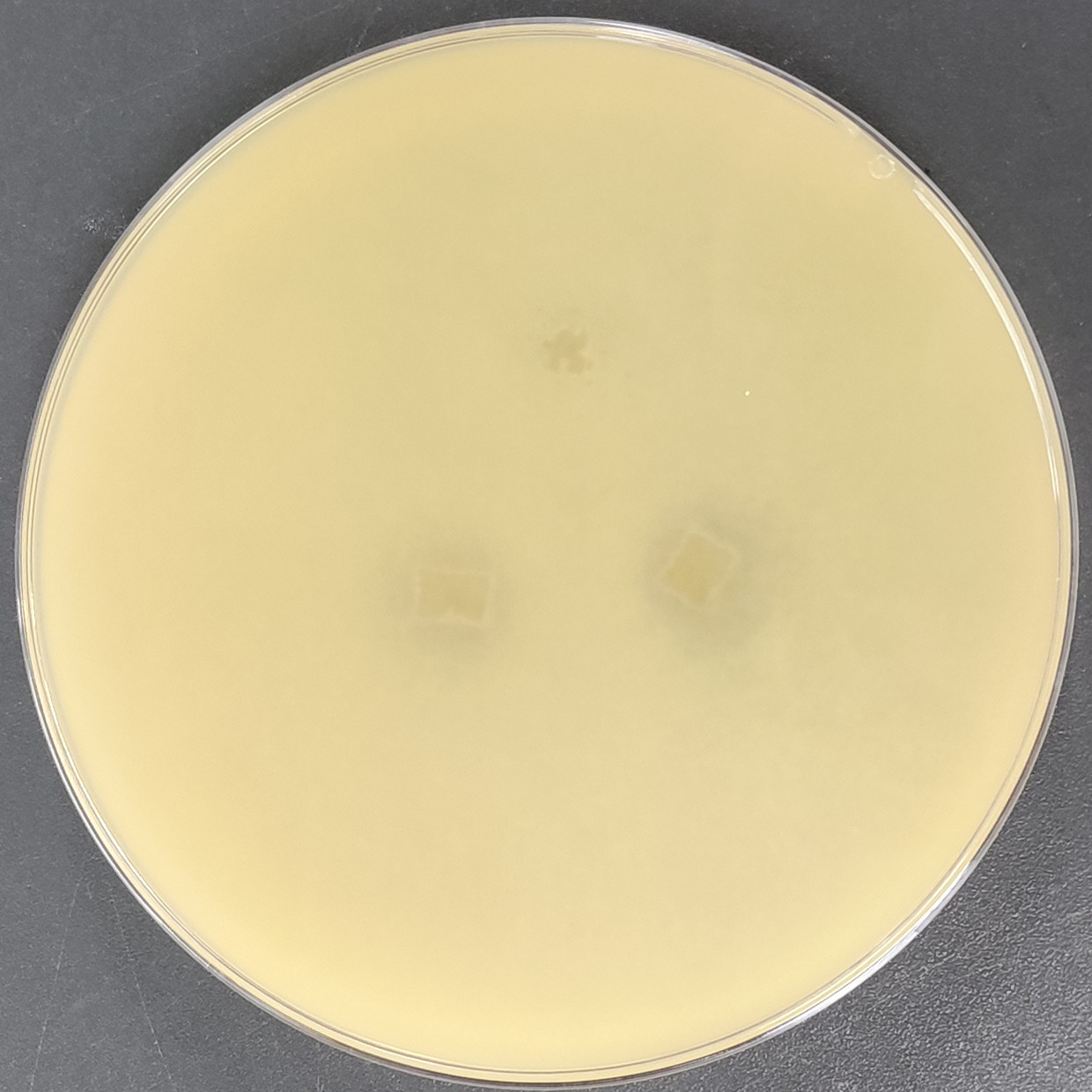 Proteobacteria-BNCC