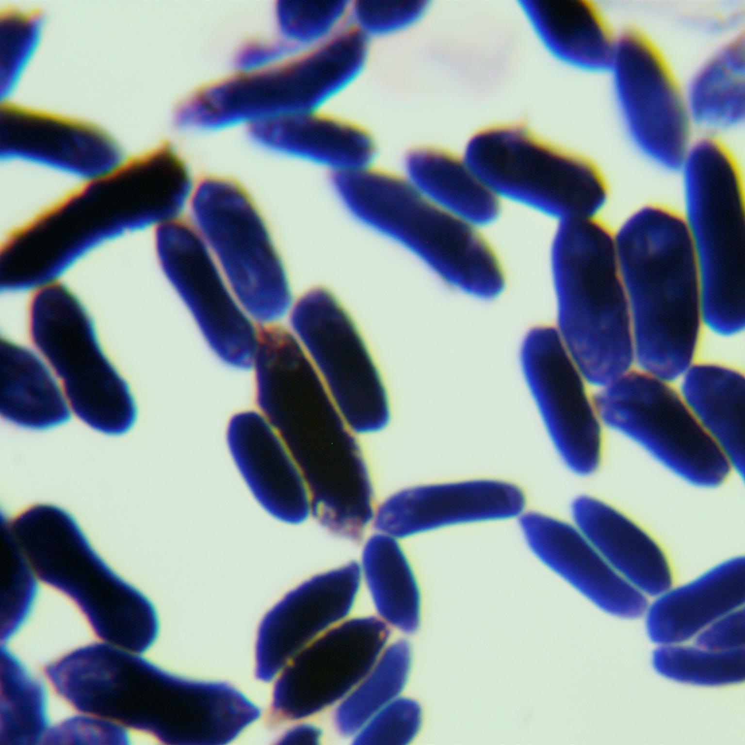 Black yeast-BNCC