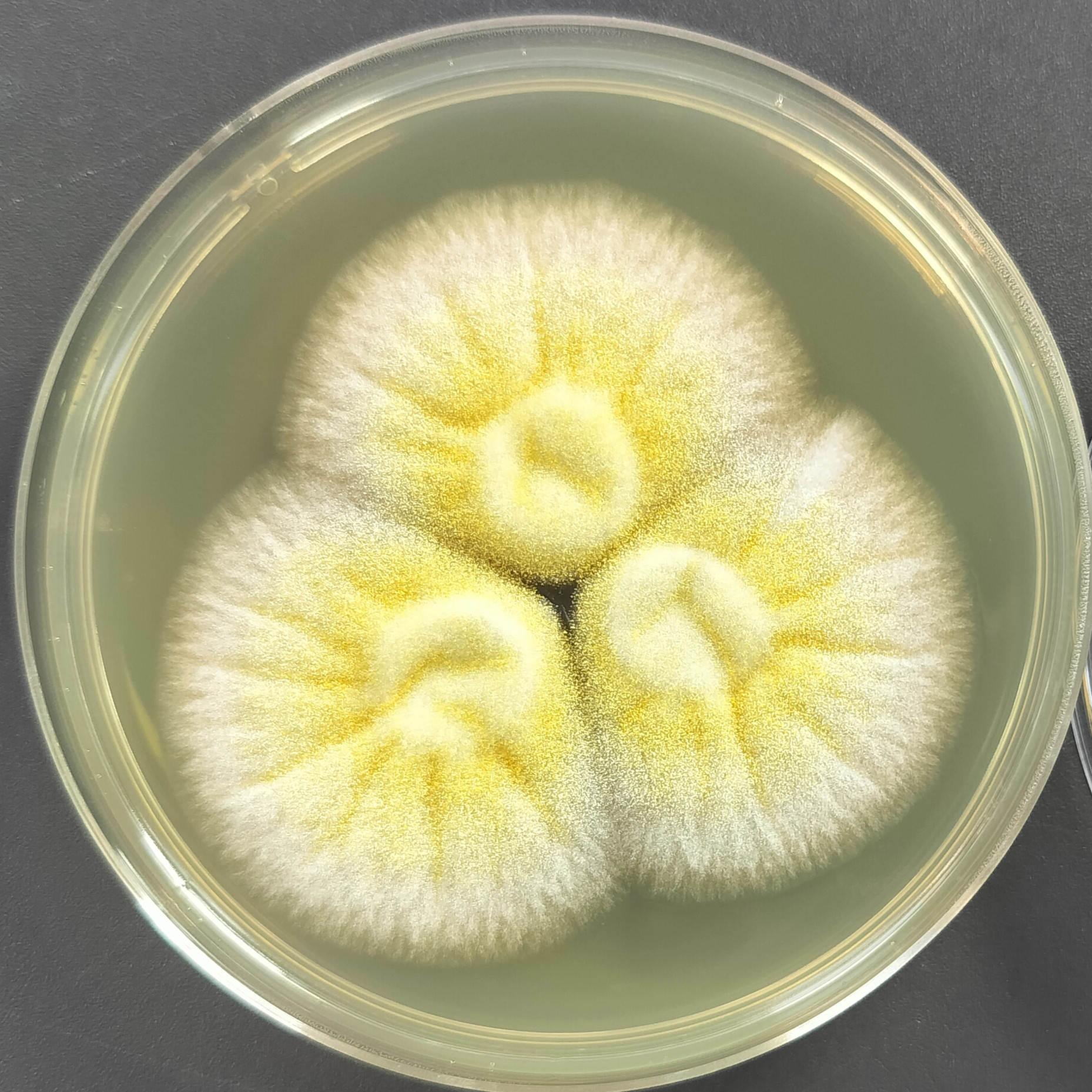 Aspergillus oryzae-BNCC