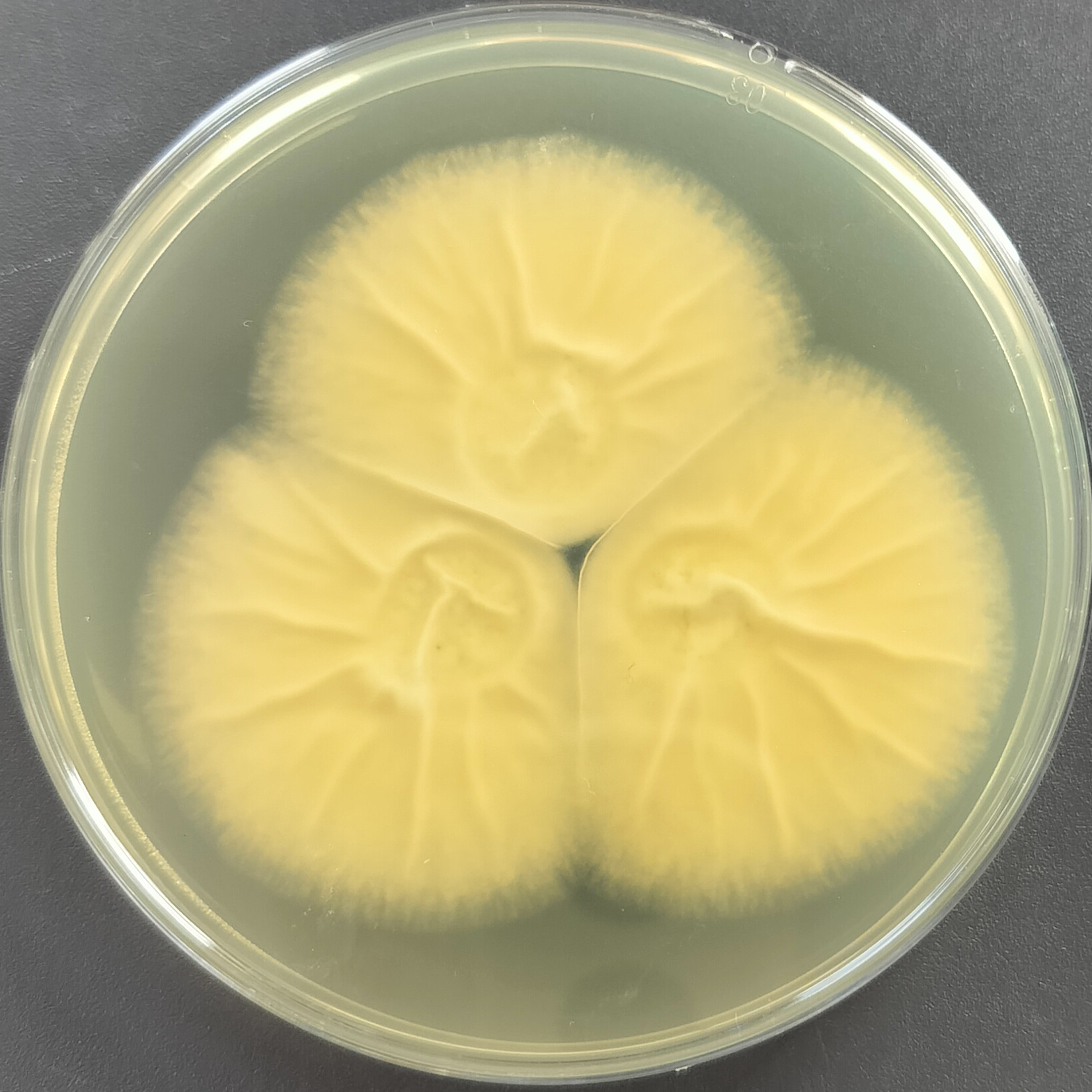 Aspergillus oryzae-BNCC