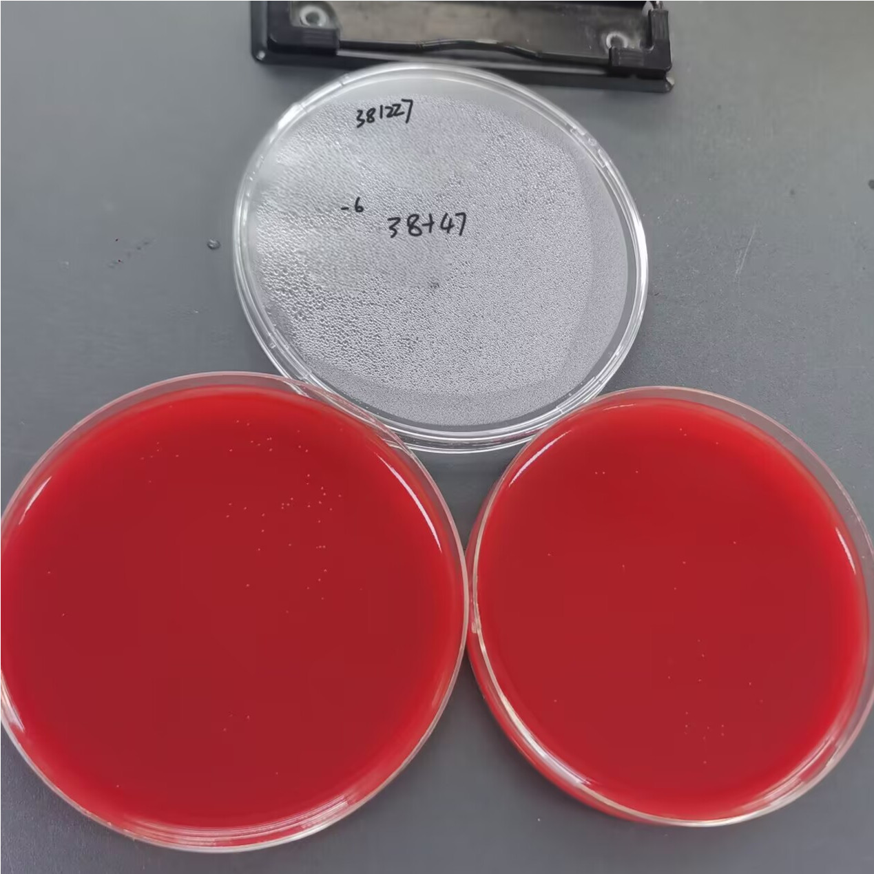Helicobacter pylori-BNCC