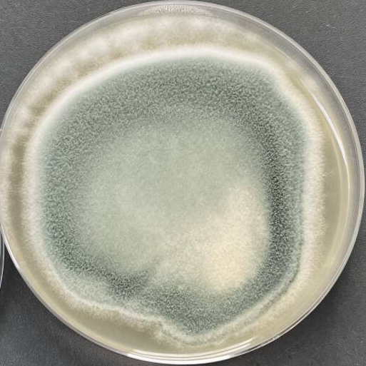 Rope shaped basket shaped bacteria-BNCC