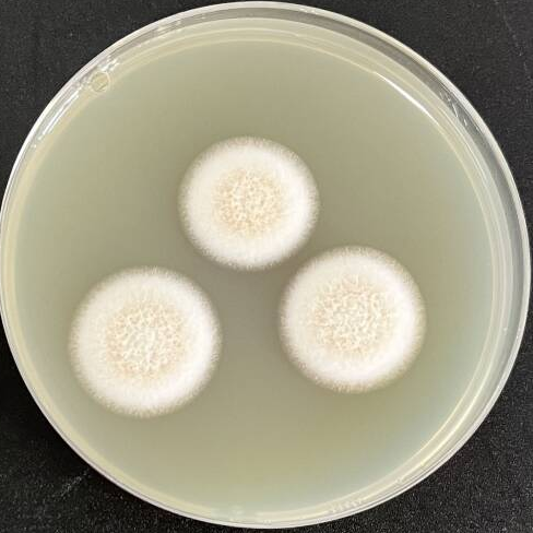 Rope shaped basket shaped bacteria-BNCC