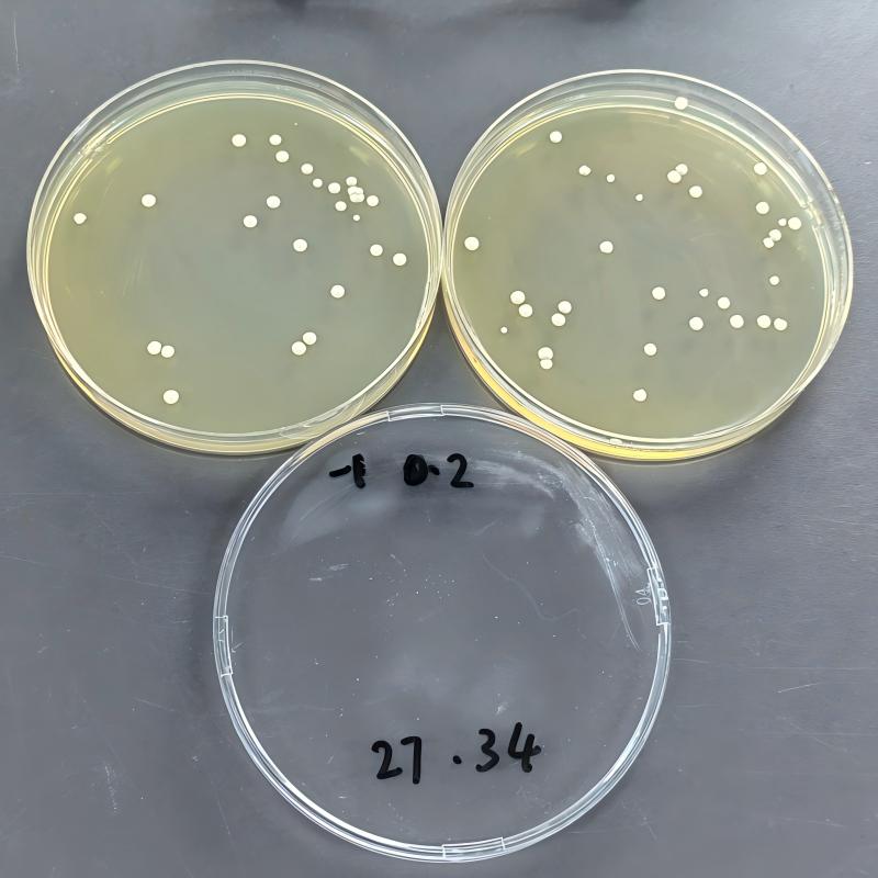 Saccharomyces cerevisiae-BNCC