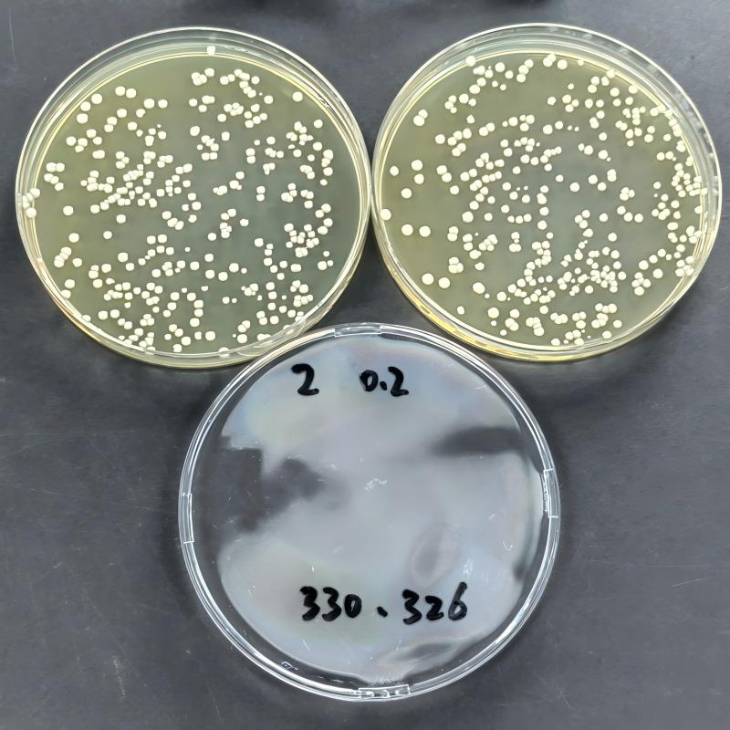 Saccharomyces cerevisiae-BNCC