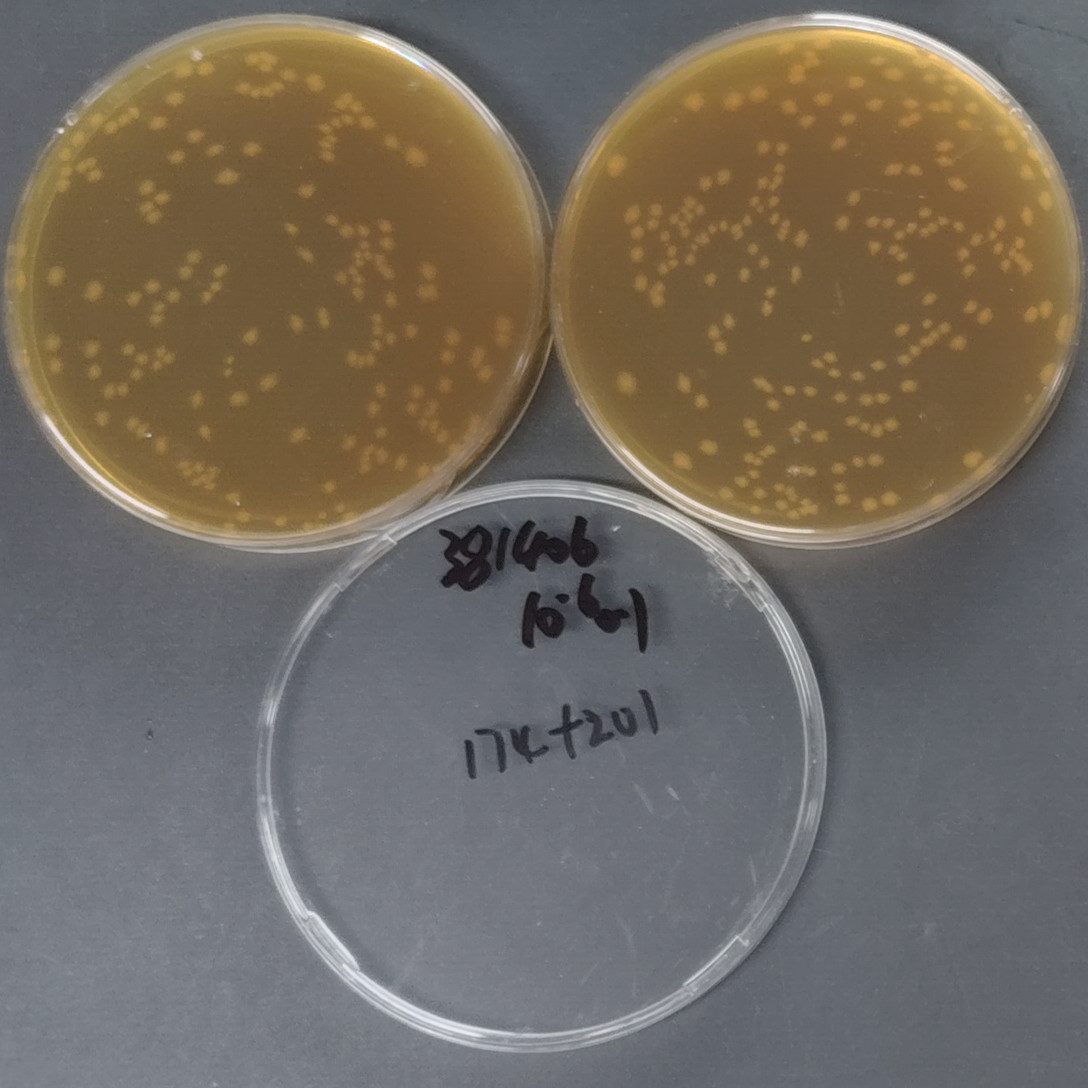 Mouse host associated lactobacilli-BNCC
