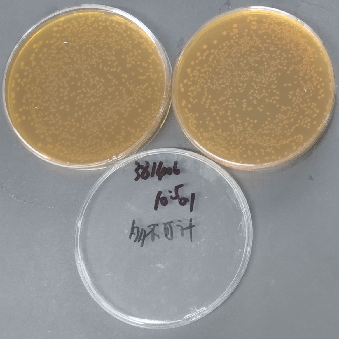 Mouse host associated lactobacilli-BNCC