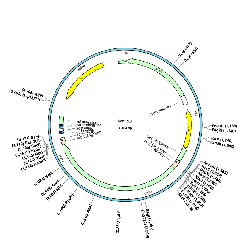 pBluescript II SK(+)-gp2(HIV1)-BNCC