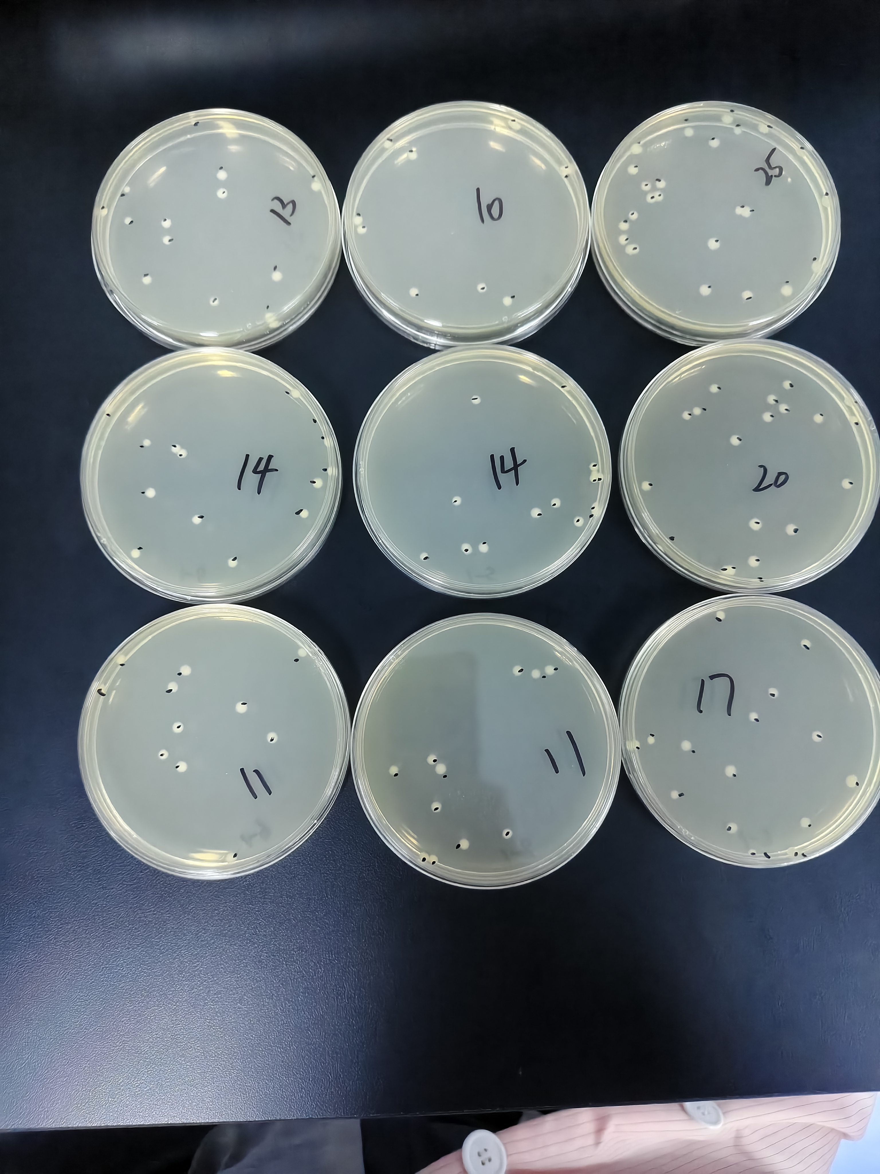 Quantitative quality control sample of Bacillus cereus in simulated food-BNCC