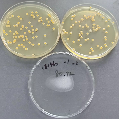 Quantitative strain of Staphylococcus aureus-BNCC