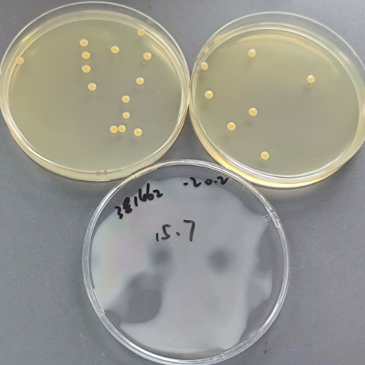 Quantitative strain of Staphylococcus aureus-BNCC
