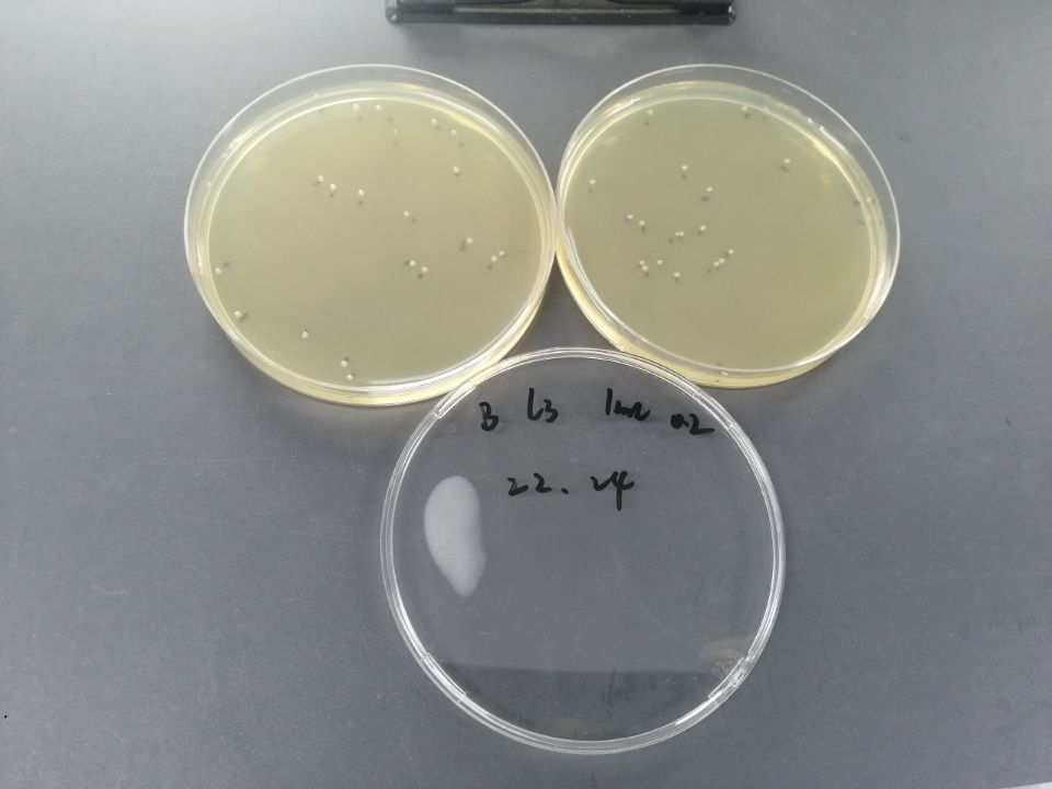 Quantitative strain of Salmonella paratyphoid B-BNCC