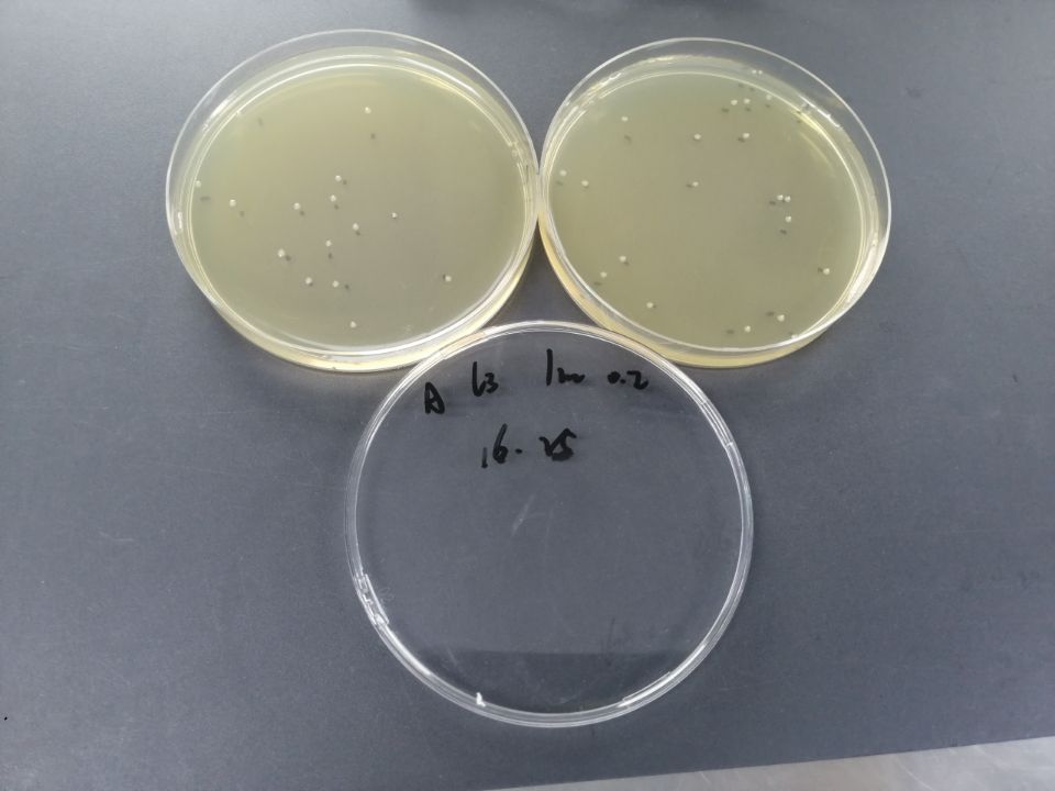 Quantitative strain of Salmonella paratyphoid B-BNCC