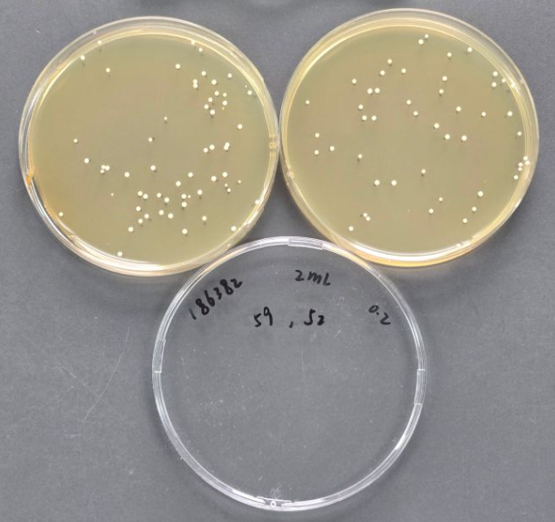 Candida albicans Quantitative Strain-BNCC
