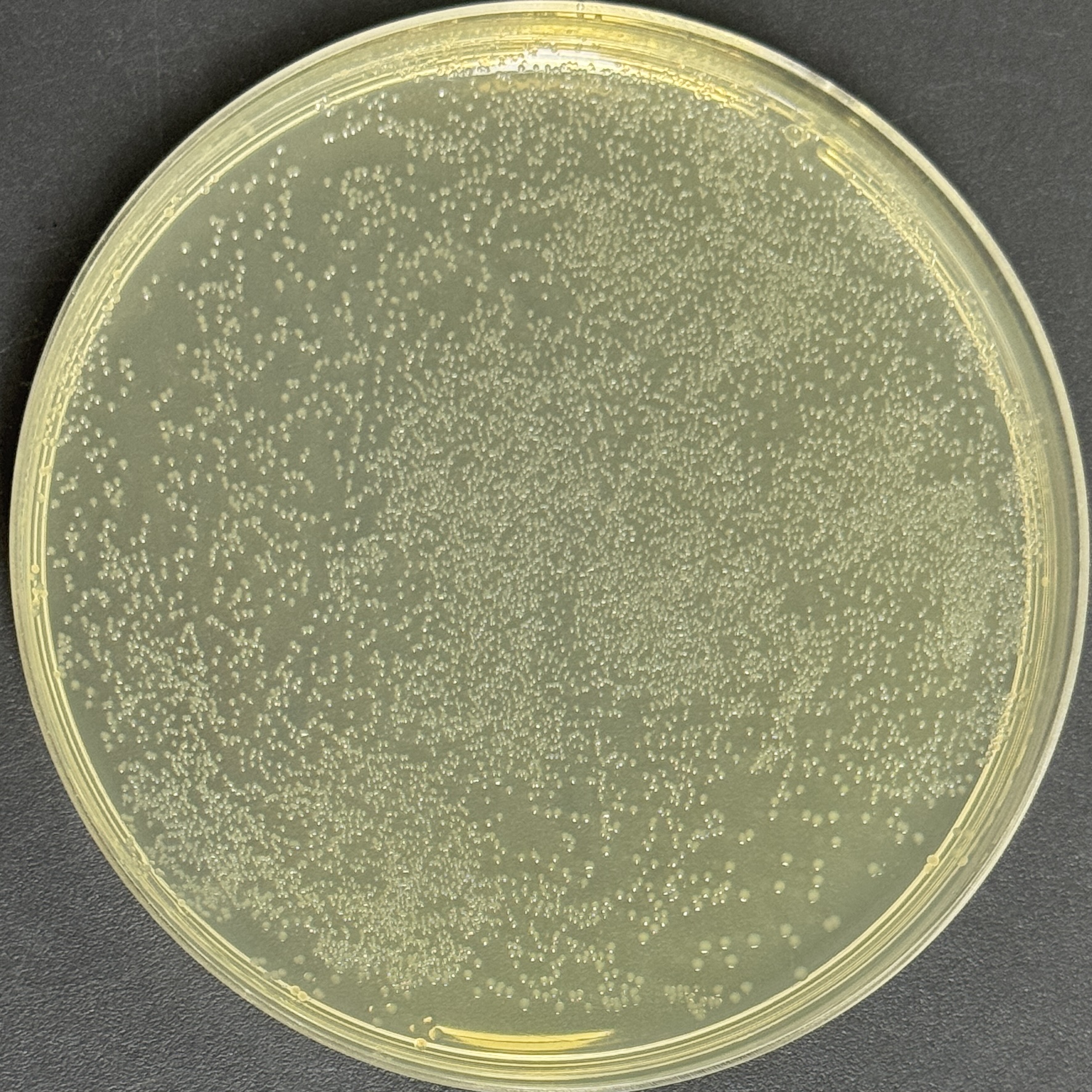 PUC57 Mini (Mycoplasma detection kit internal reference)-BNCC