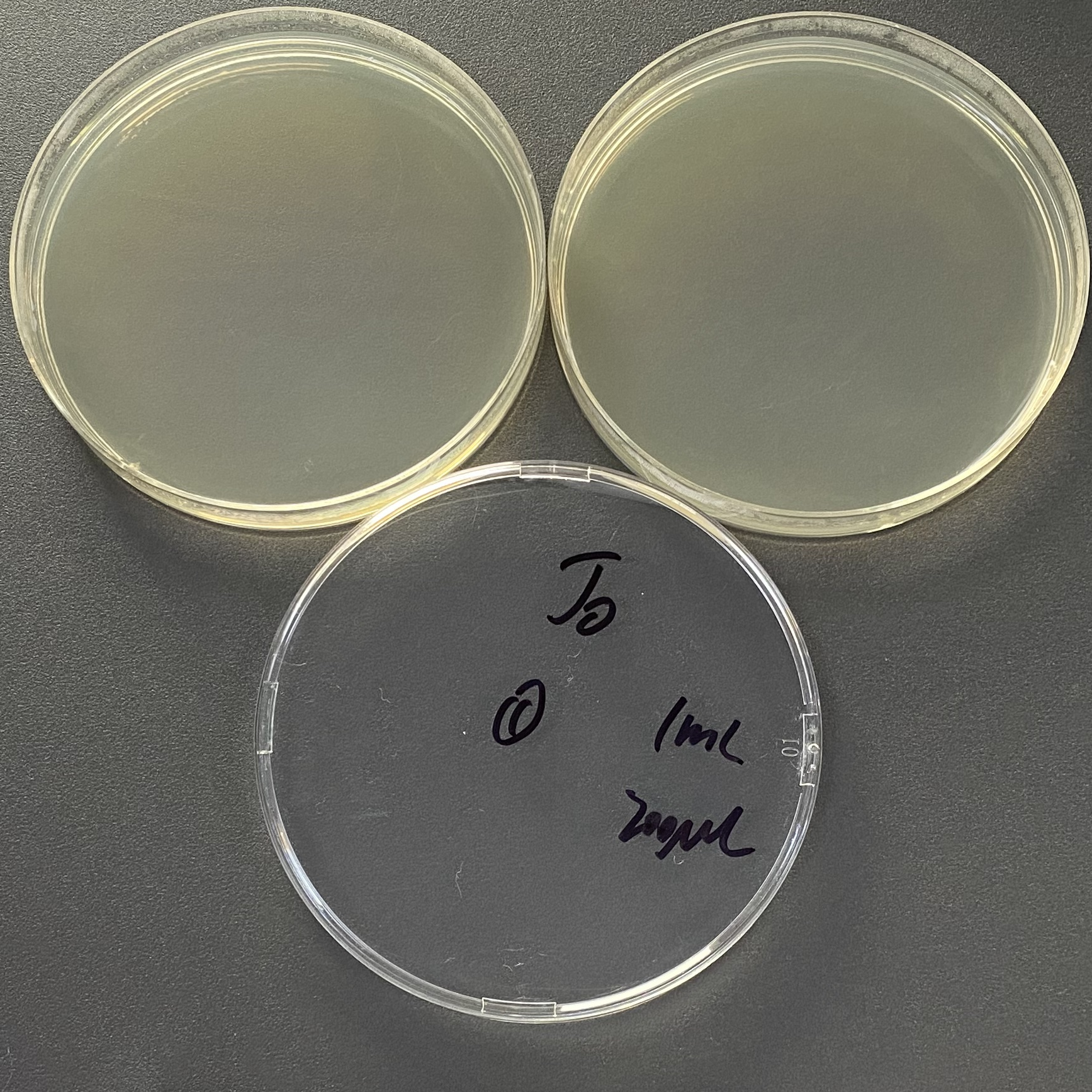 Negative control strain-BNCC