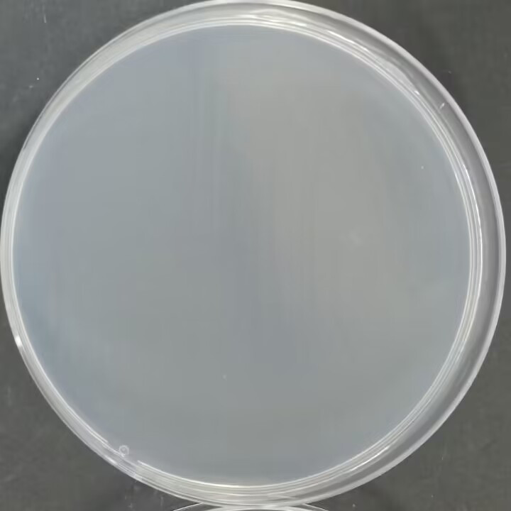 Histidine deficient Salmonella typhimurium TA1537-BNCC