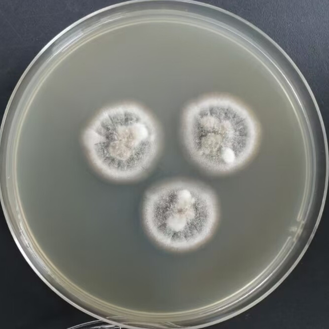 Tobacco colored Aspergillus-BNCC