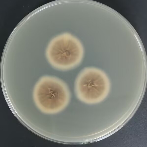 Tobacco colored Aspergillus-BNCC