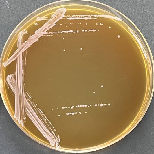Lactobacillus delbrueckii-BNCC
