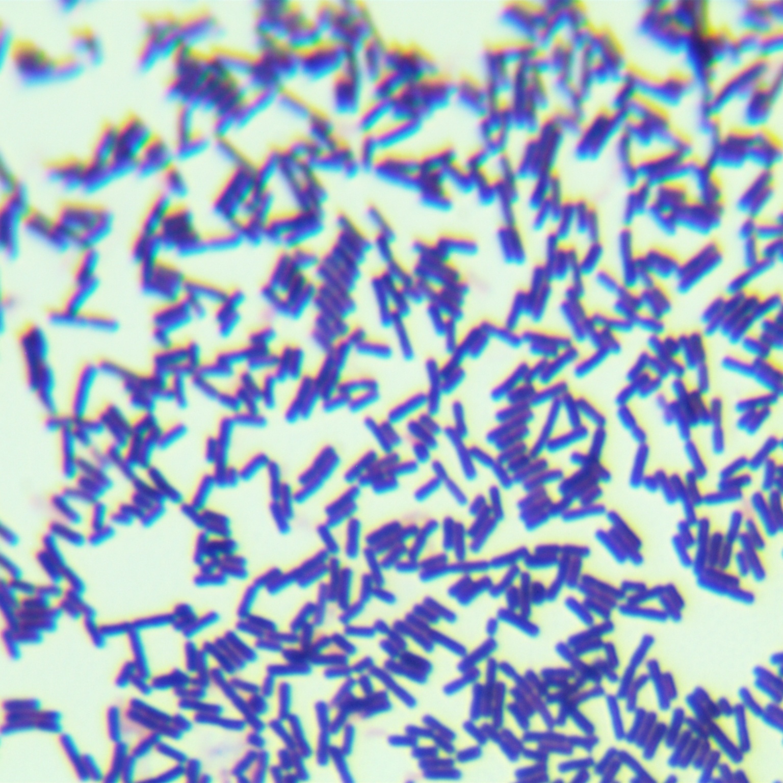 Lactobacillus delbrueckii-BNCC