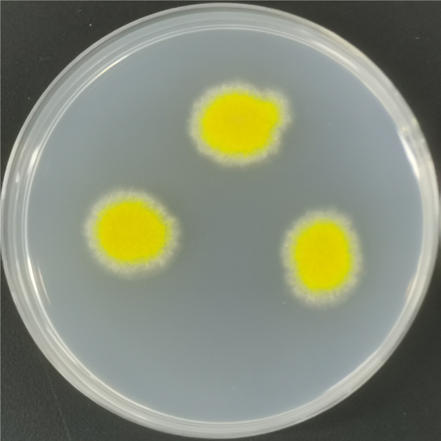 Aspergillus niger-BNCC