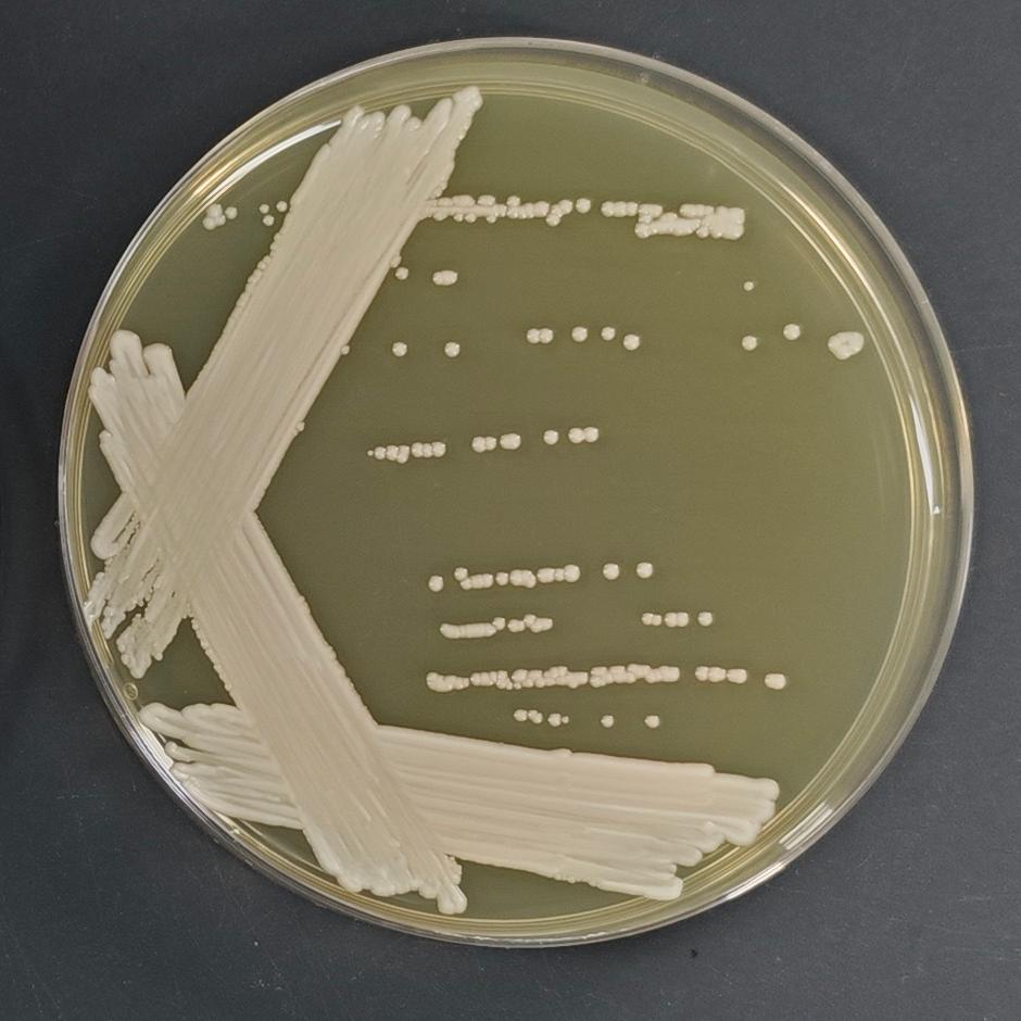 Meiqi yeast genus-BNCC